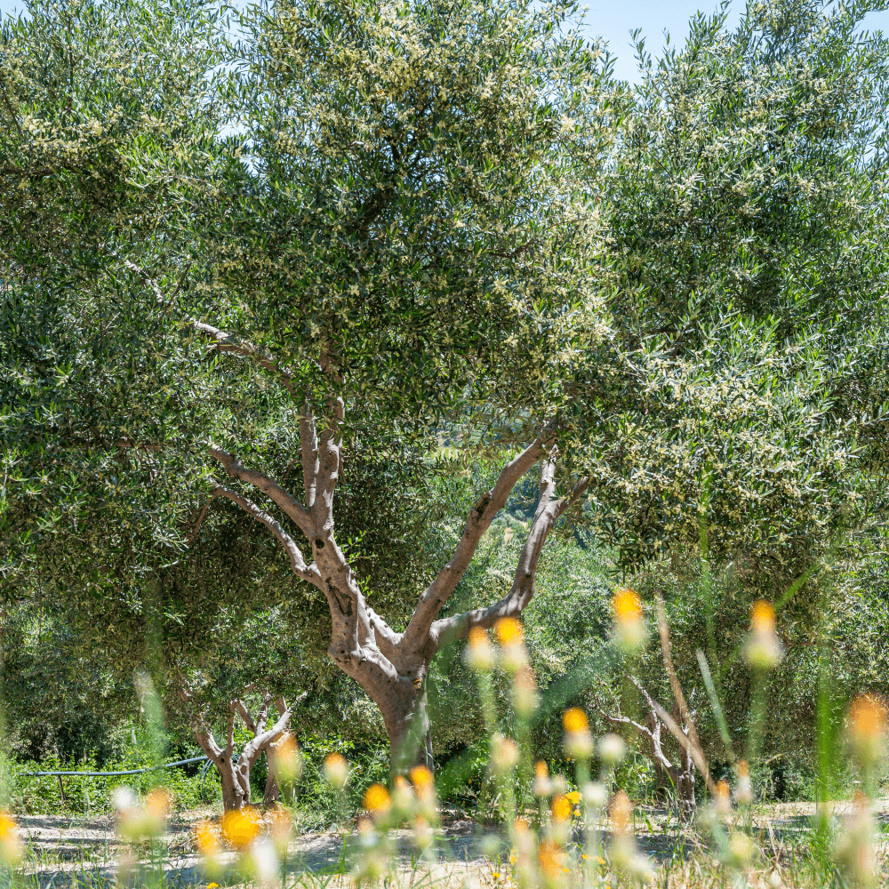 olijfbomen